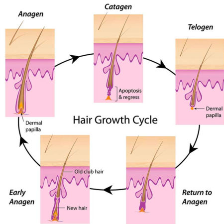 Article sur le cycle pilaire et son impact sur l'épilation laser